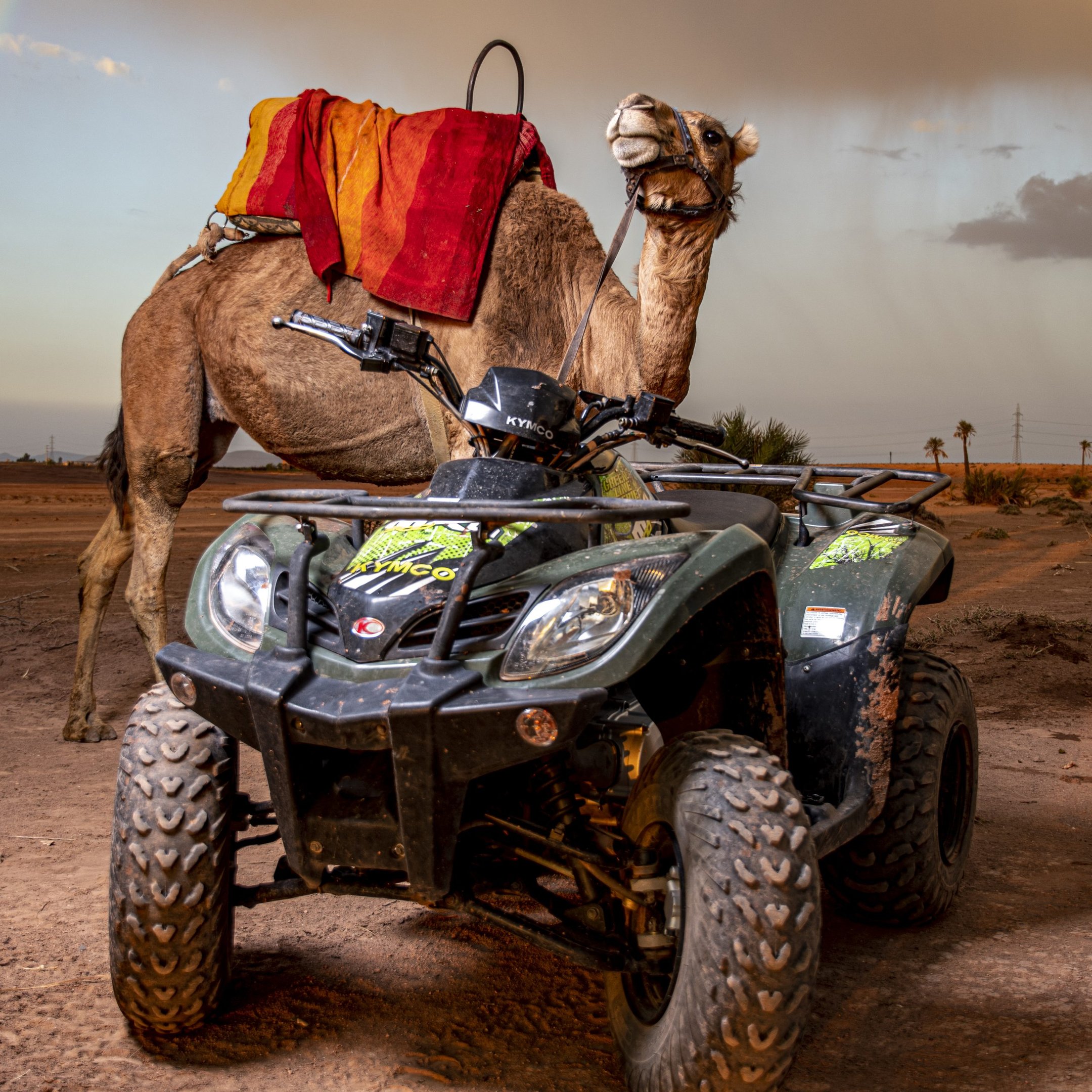 Quad, Chameau et Dîner Agafay - Image 3